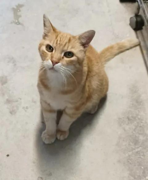 Mango, ADOPTABLE, Adult Male Domestic Short Hair.