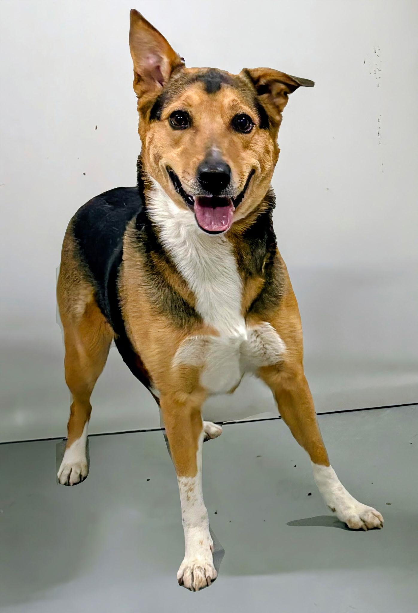 Enlarge Luna, a ADOPTABLE Akita in Aurora, NE image 2/3