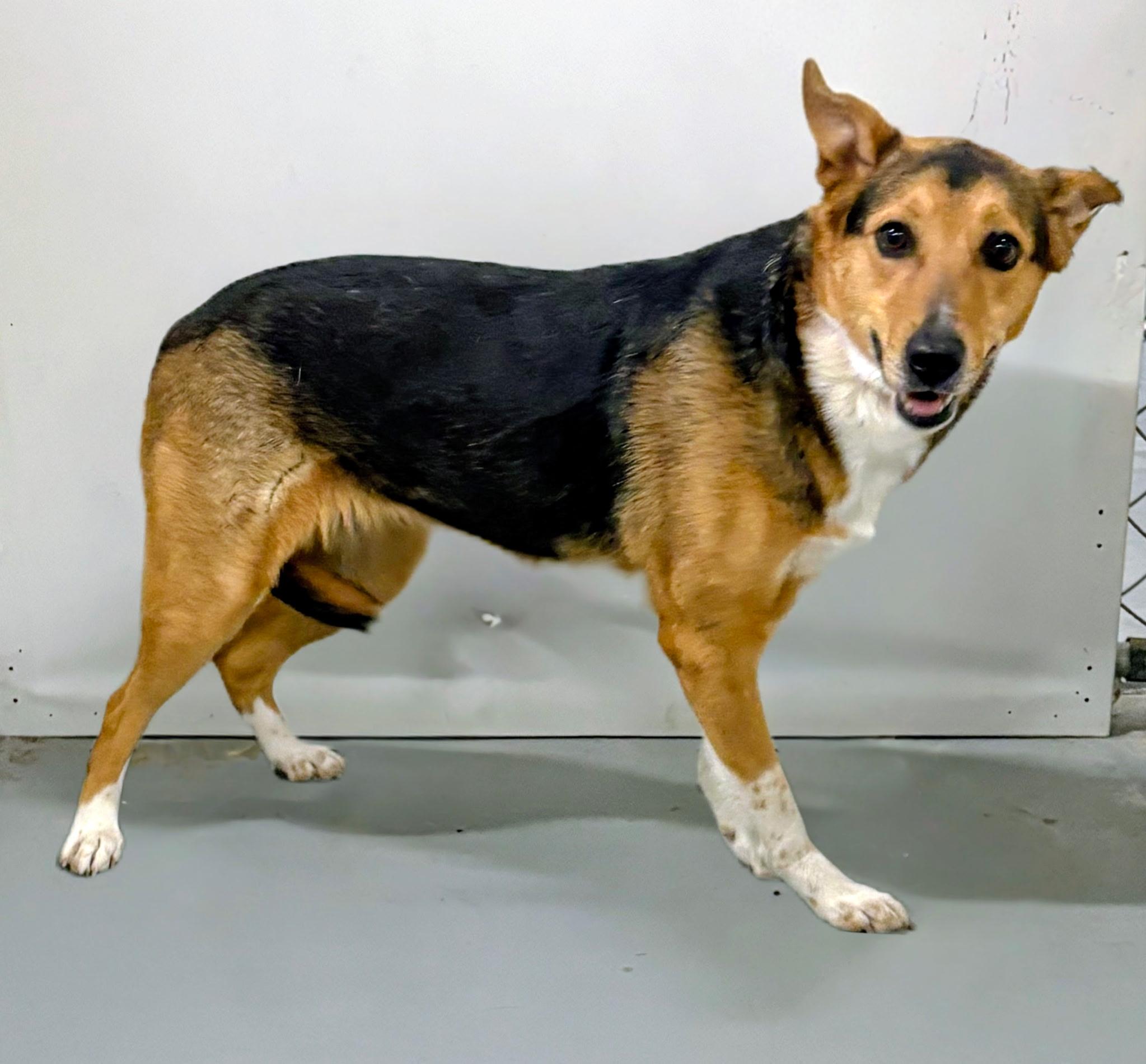 Enlarge Luna, a ADOPTABLE Akita in Aurora, NE image 3/3