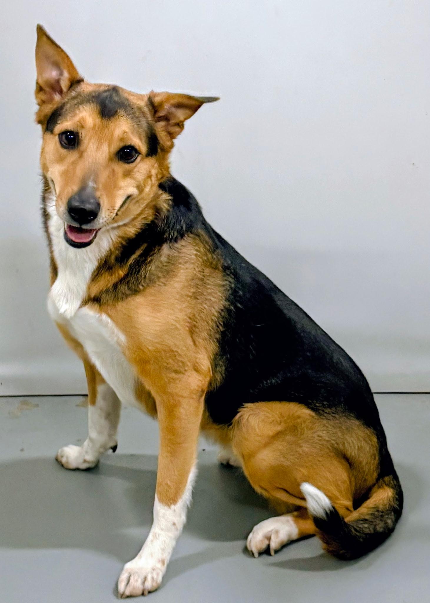 Enlarge Luna, a ADOPTABLE Akita in Aurora, NE image 1/3