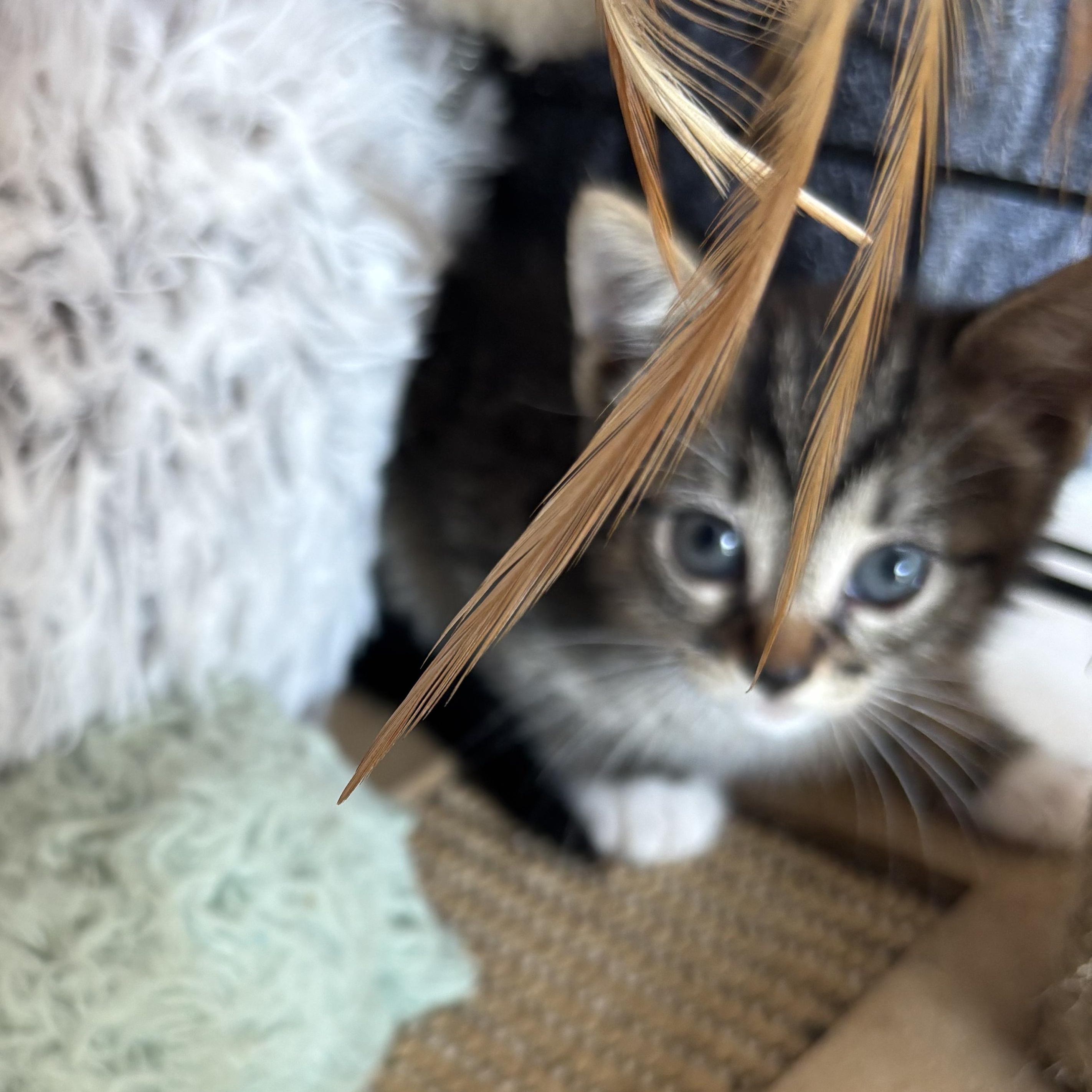 Enlarge Twinkles, an adopted mixed breed in Houston, TX image 2/2