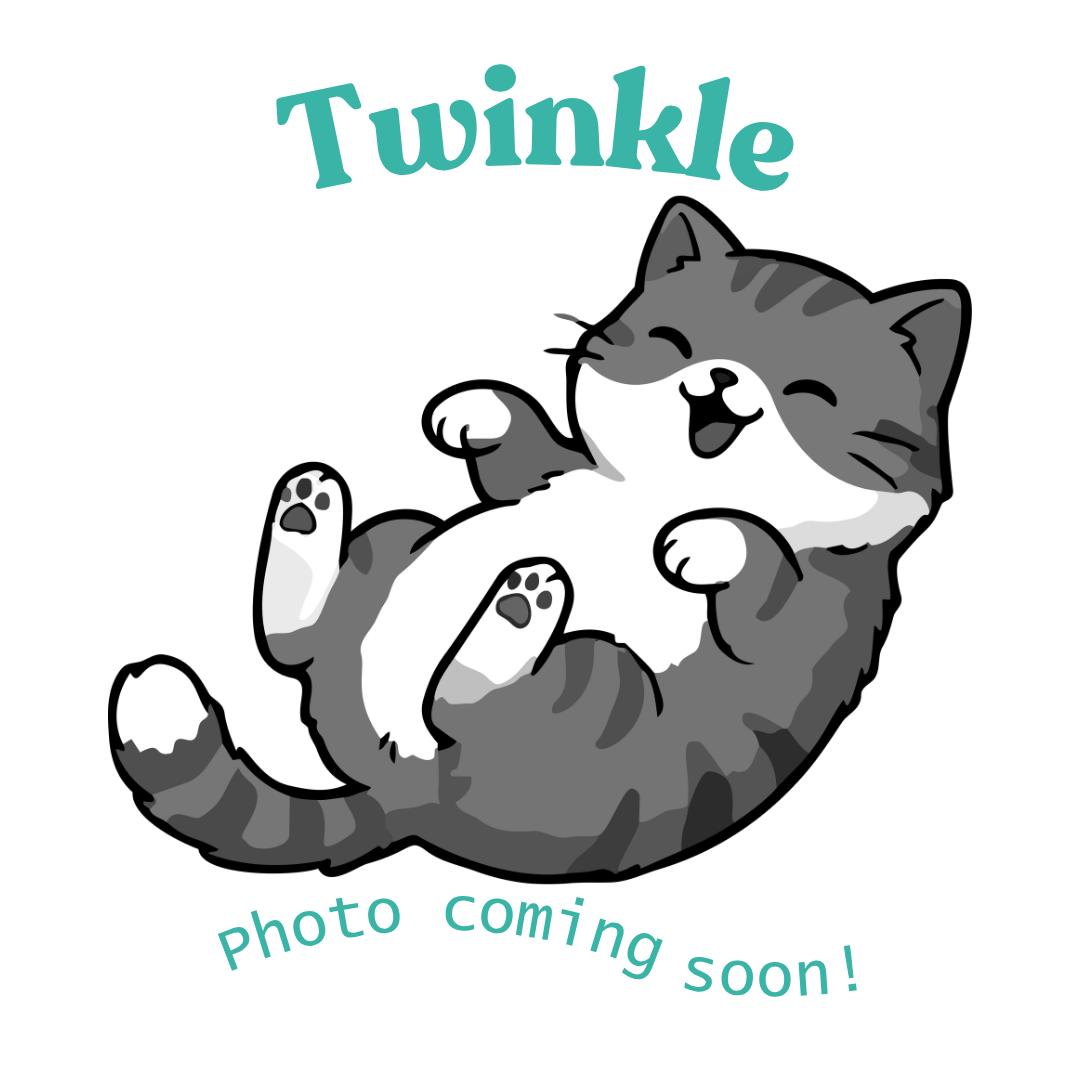Twinkle, Adoptable, Kitten Female American Shorthair.