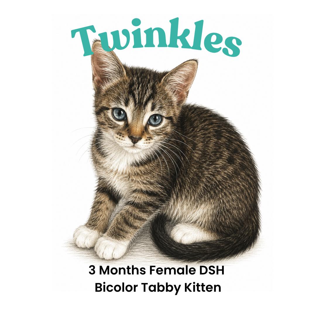 Twinkles, adopted, Kitten Female American Shorthair.