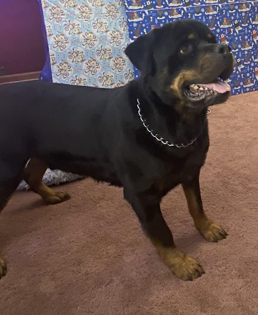 Enlarge Arrow , an adoptable Rottweiler in Davison, MI image 5/5