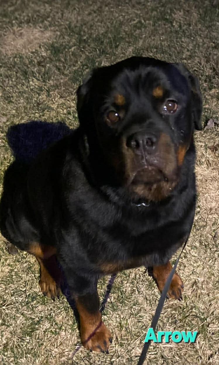 Enlarge Arrow , an adoptable Rottweiler in Davison, MI image 1/5