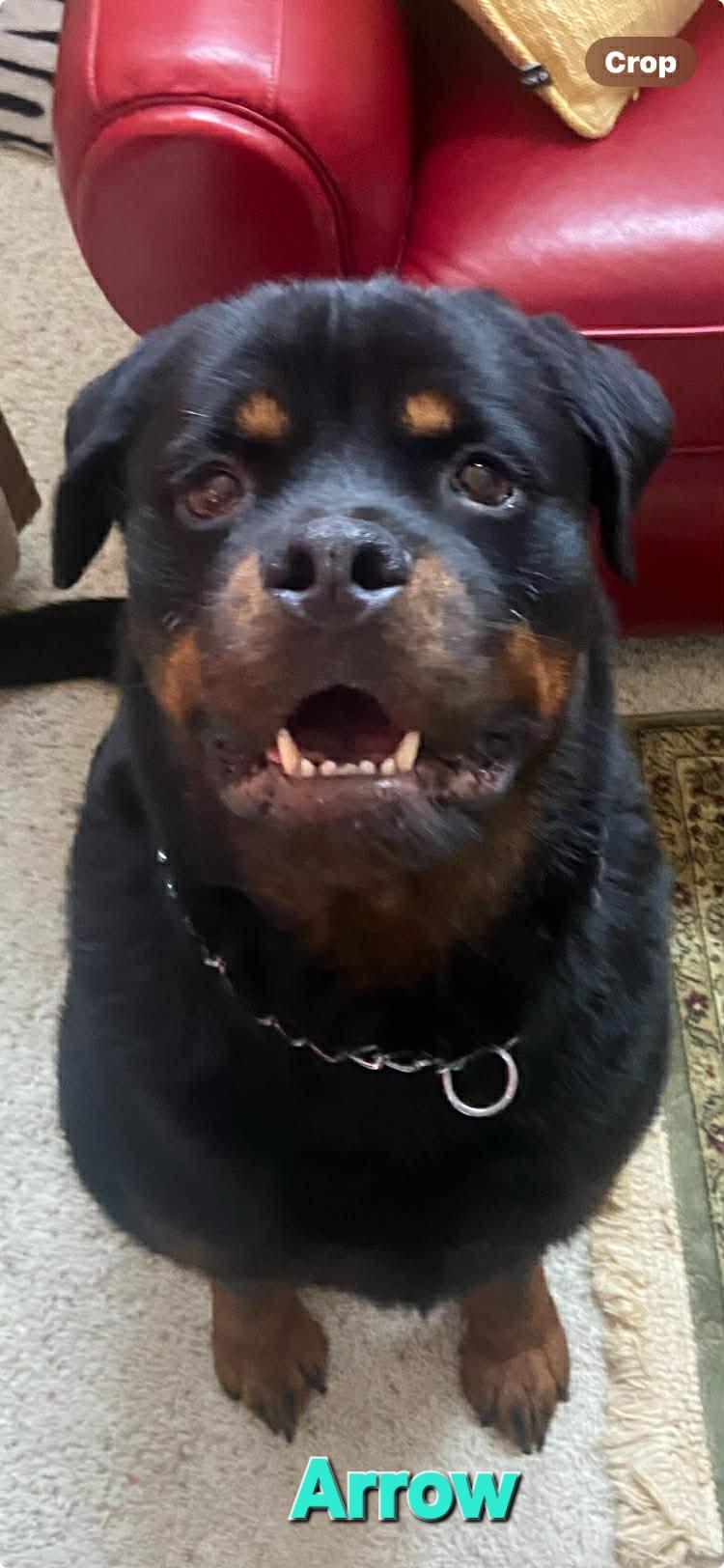 Enlarge Arrow , an adoptable Rottweiler in Davison, MI image 3/5
