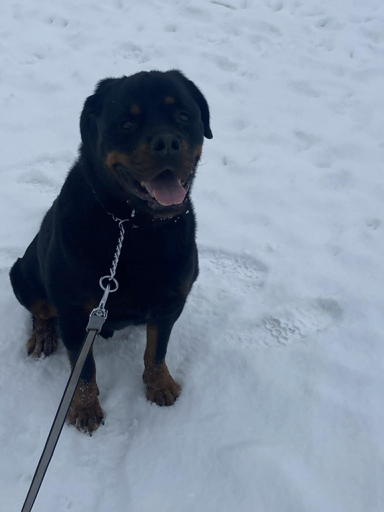 Enlarge Arrow , an adoptable Rottweiler in Davison, MI image 2/5