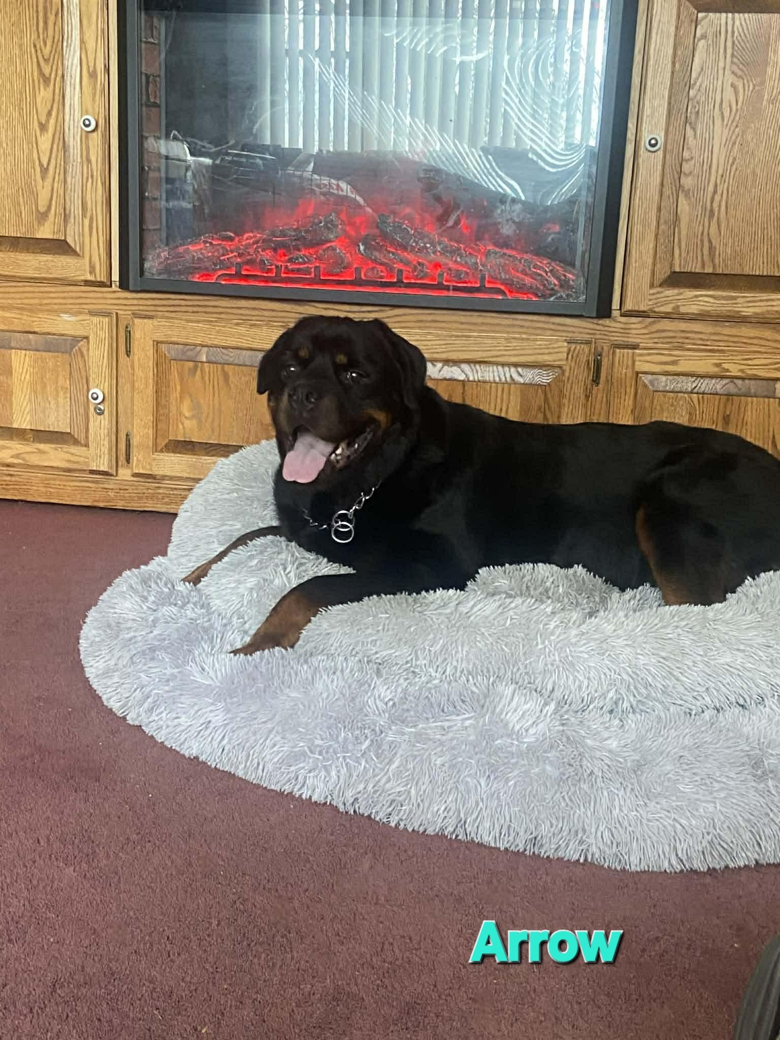 Enlarge Arrow , an adoptable Rottweiler in Davison, MI image 4/5