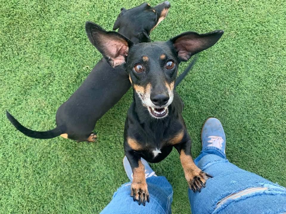 Enlarge Shelby, a Adoptable Dachshund in Tucumcari, NM image 1/1