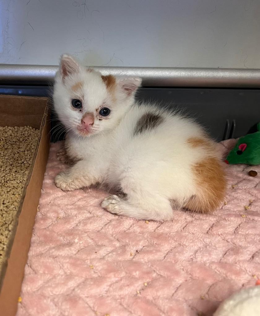 Enlarge Harissa, a Adopted Calico in Mira Loma, CA image 2/2