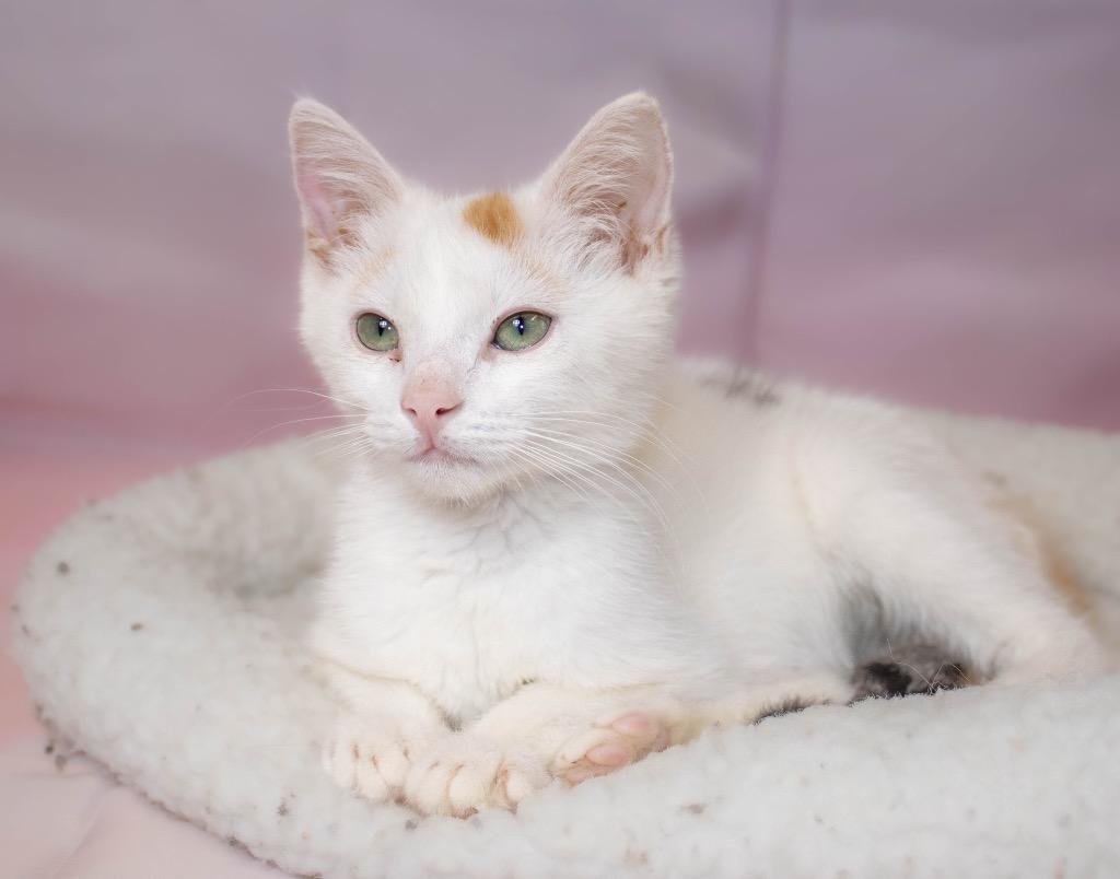 Enlarge Harissa, a Adopted Calico in Mira Loma, CA image 1/2