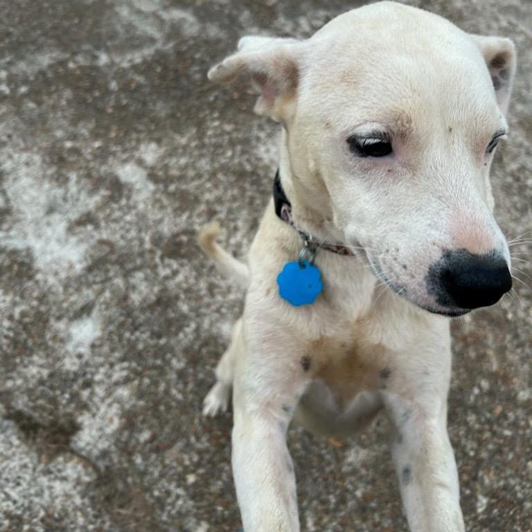 Enlarge Smiley, a Adoptable Mixed Breed in Tupelo, MS image 1/5
