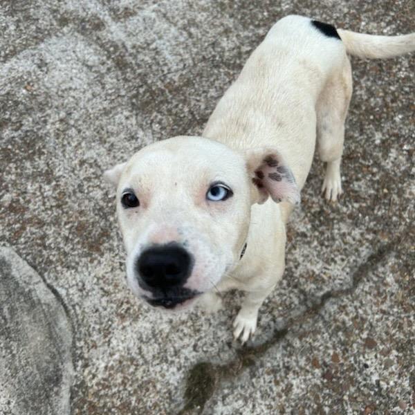 Enlarge Smiley, a Adoptable Mixed Breed in Tupelo, MS image 2/5