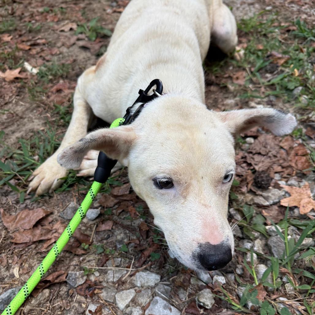 Enlarge Smiley, a Adoptable Mixed Breed in Tupelo, MS image 4/5