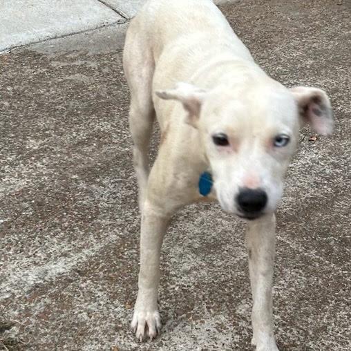 Enlarge Smiley, a Adoptable Mixed Breed in Tupelo, MS image 5/5
