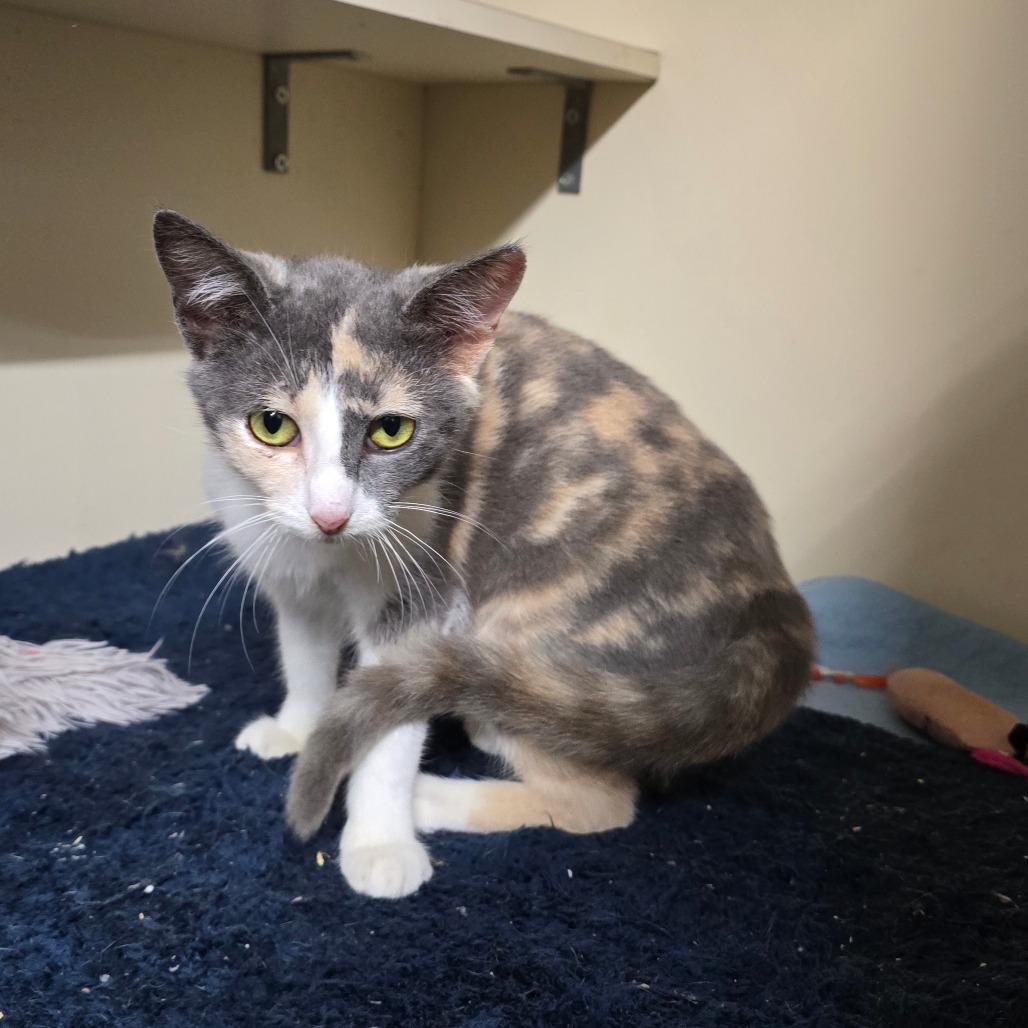 Sandy Cheeks, Adoptable, Young Female Domestic Short Hair.