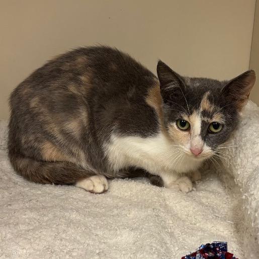 Enlarge Sandy Cheeks, a Adoptable Domestic Short Hair in Hinesville, GA image 2/3