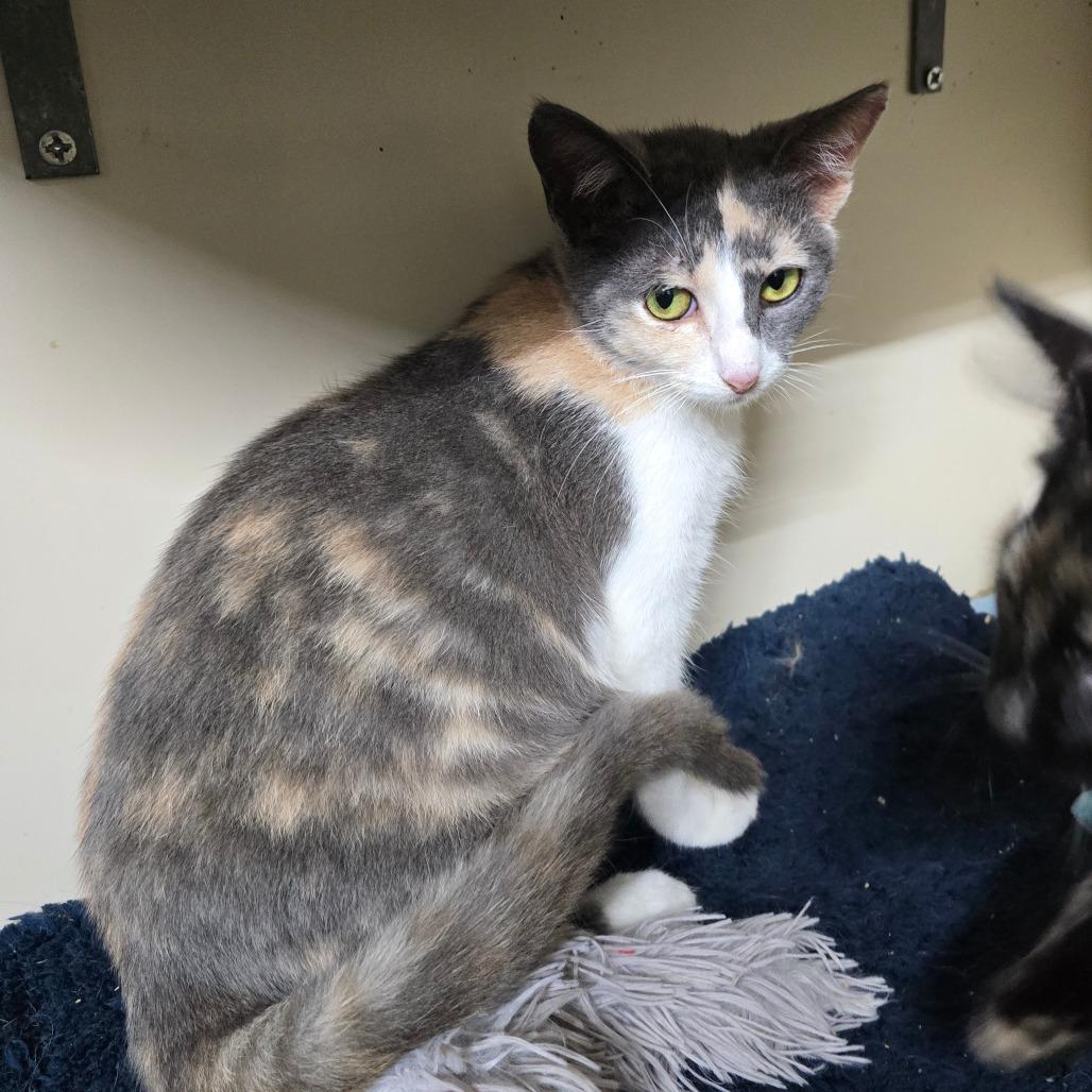 Enlarge Sandy Cheeks, a Adoptable Domestic Short Hair in Hinesville, GA image 3/3