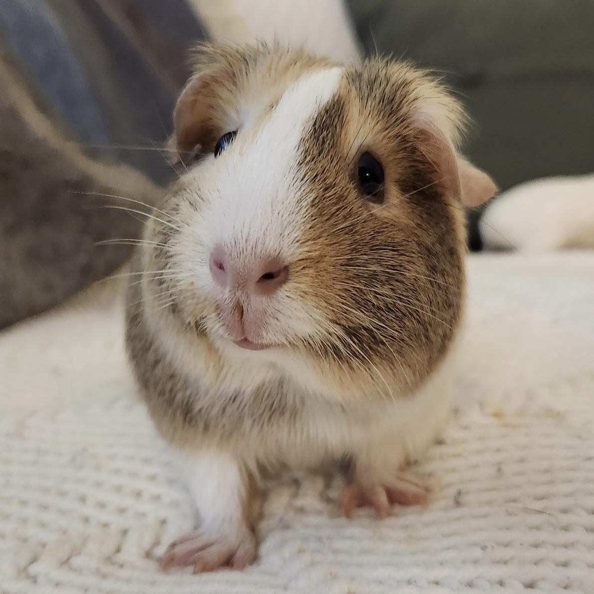 Seal & King BONDED, an adopted Guinea Pig in Minneapolis, MN image 2/4