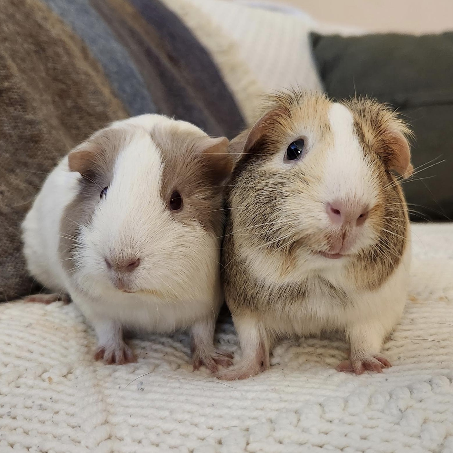 Seal & King BONDED, an adopted Guinea Pig in Minneapolis, MN image 4/4