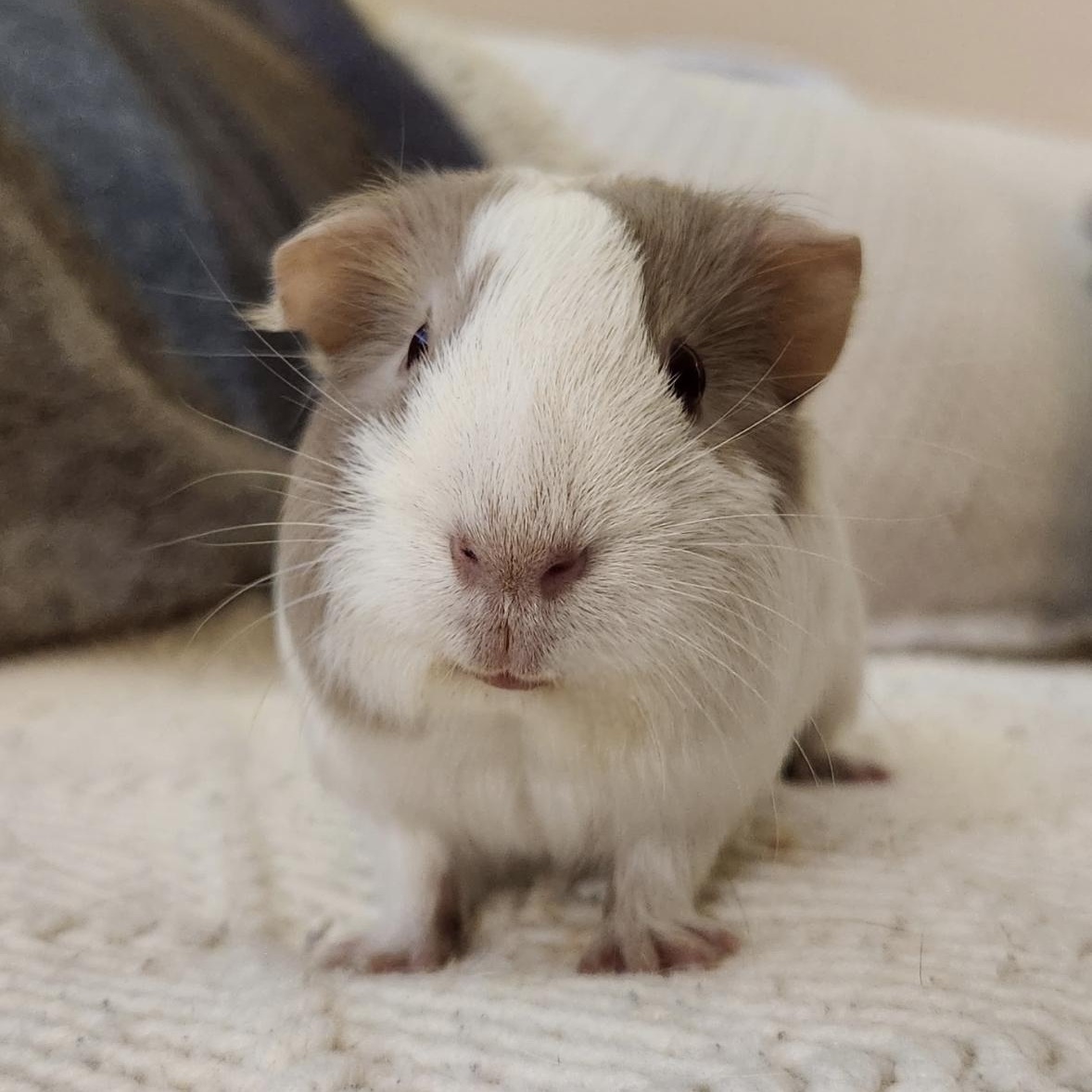 Seal & King BONDED, an adopted Guinea Pig in Minneapolis, MN image 3/4