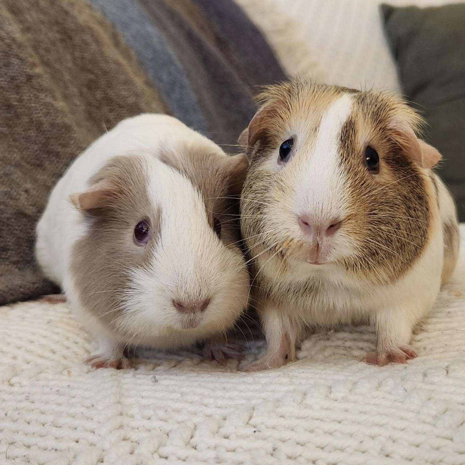 Seal & King BONDED, adopted, Young Female Guinea Pig.