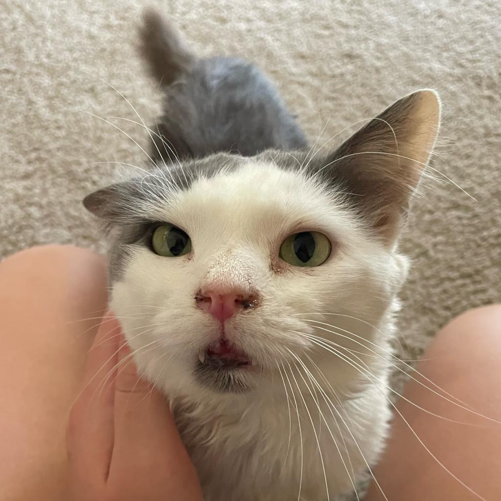 Woodstock, Adoptable, Adult Male Domestic Long Hair.