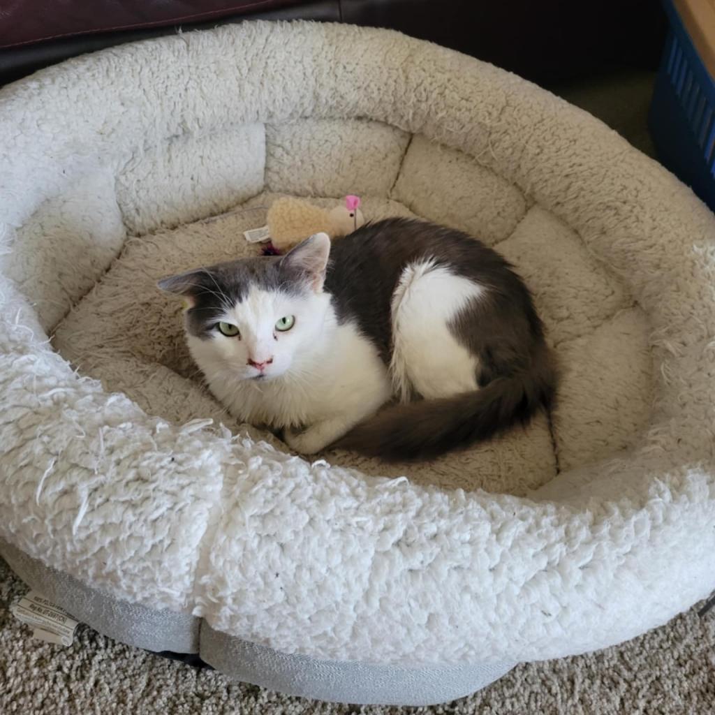 Woodstock, a Adoptable Domestic Long Hair in Roanoke, VA image 3/6