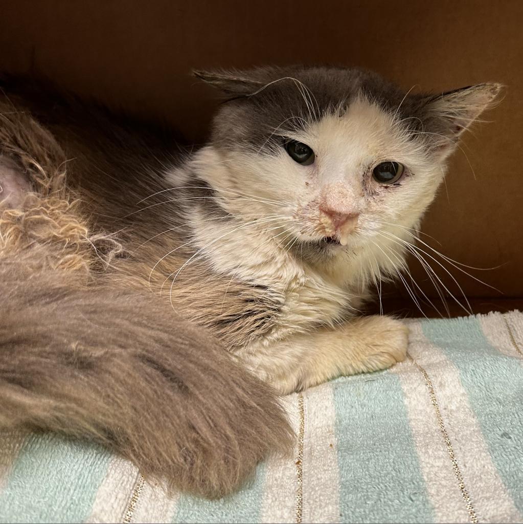 Woodstock, a Adoptable Domestic Long Hair in Roanoke, VA image 4/6