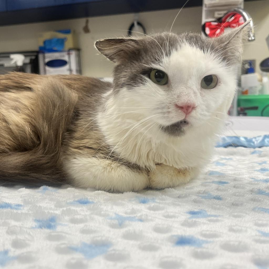 Woodstock, a Adoptable Domestic Long Hair in Roanoke, VA image 6/6