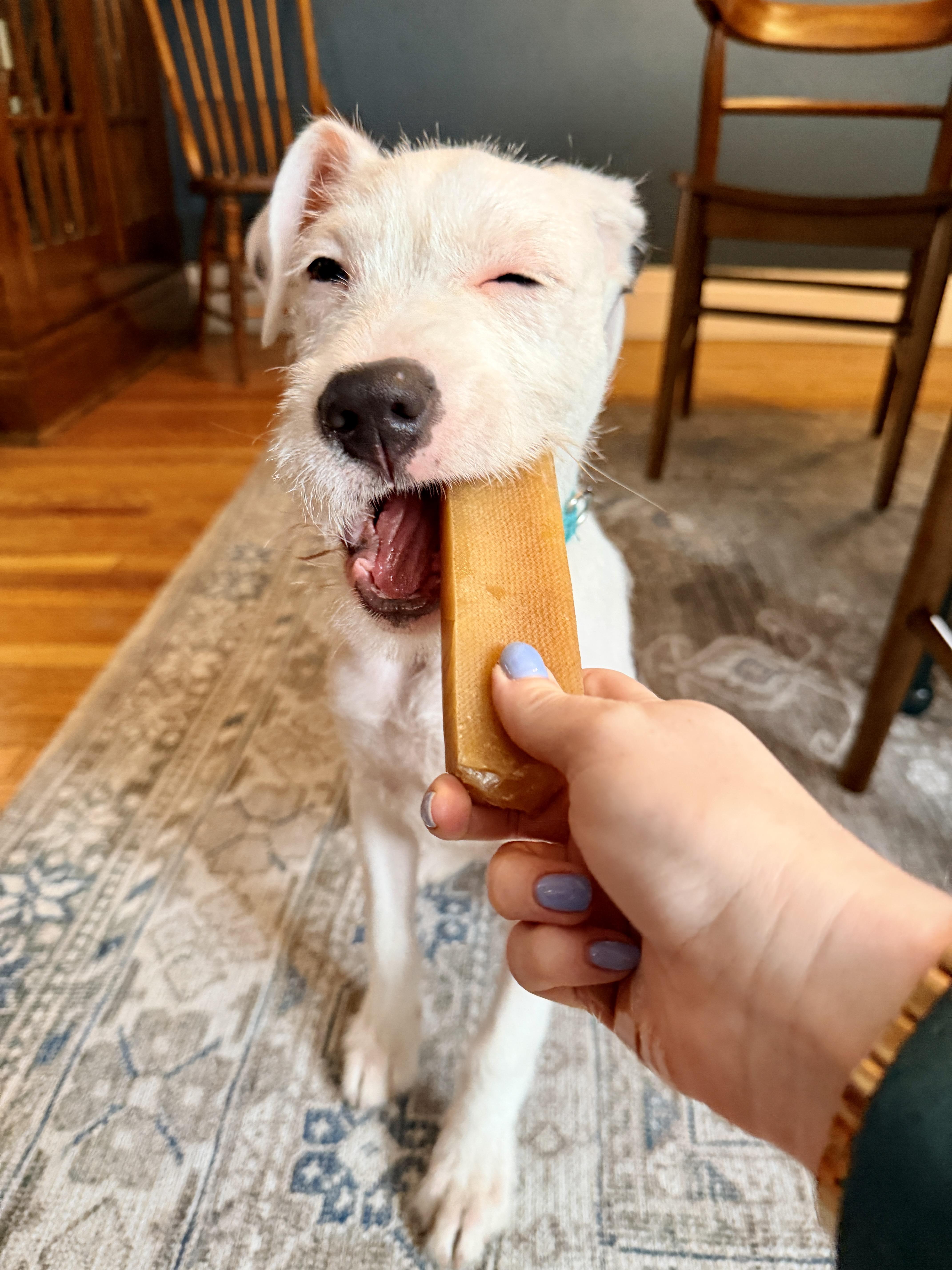 Enlarge Rosie, an adopted mixed breed in Buffalo, NY image 5/5