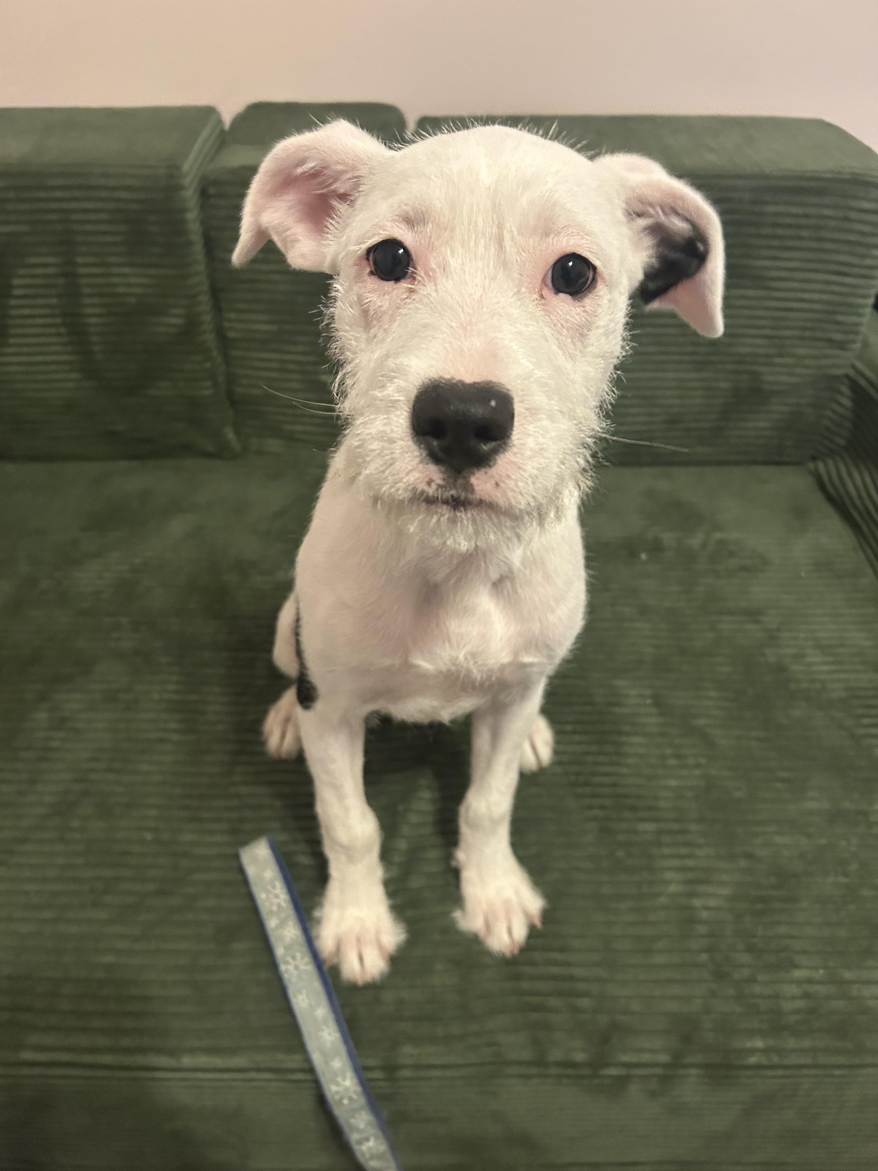 Enlarge Rosie, an adopted mixed breed in Buffalo, NY image 2/5