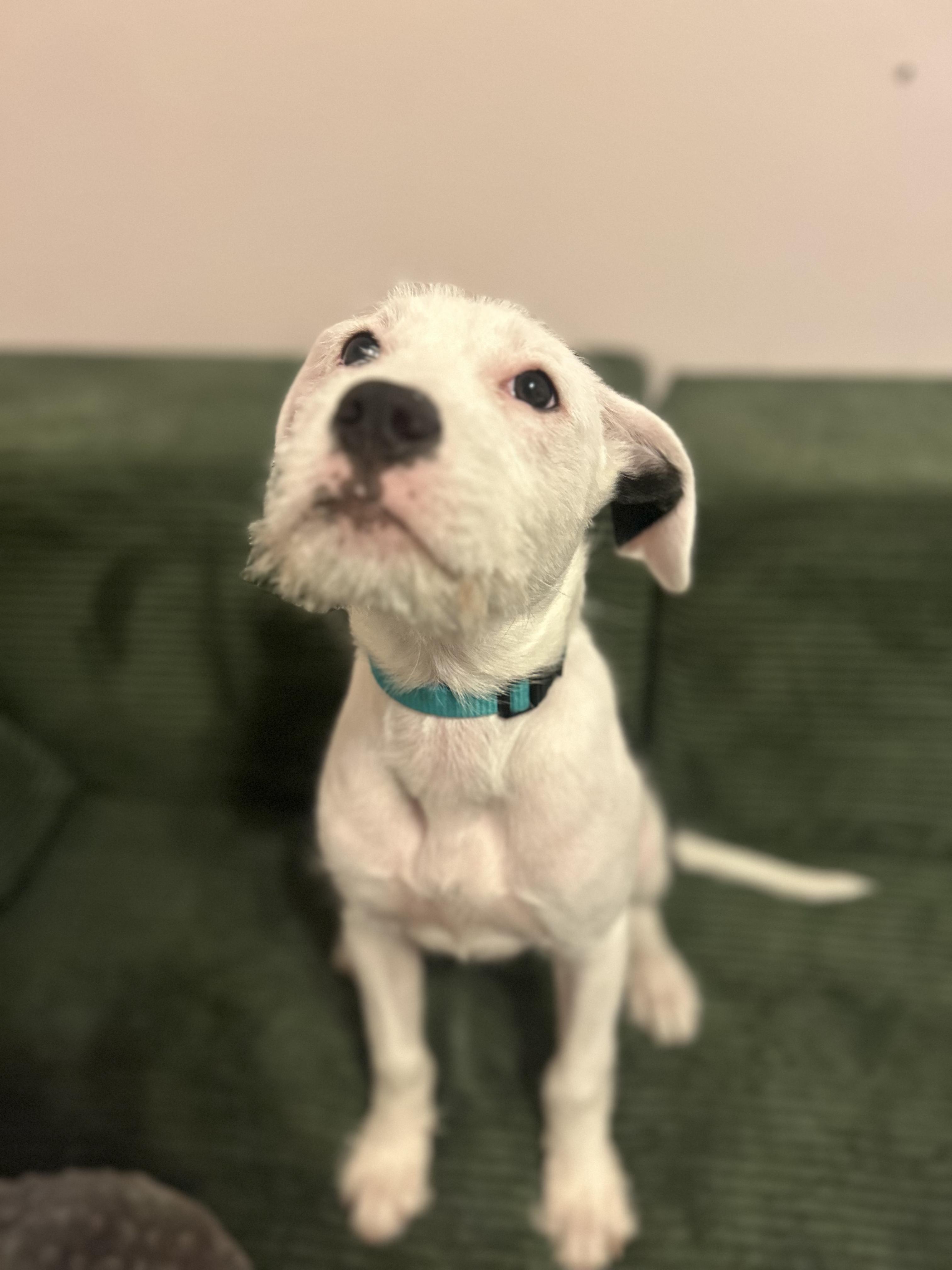 Enlarge Rosie, an adopted mixed breed in Buffalo, NY image 4/5