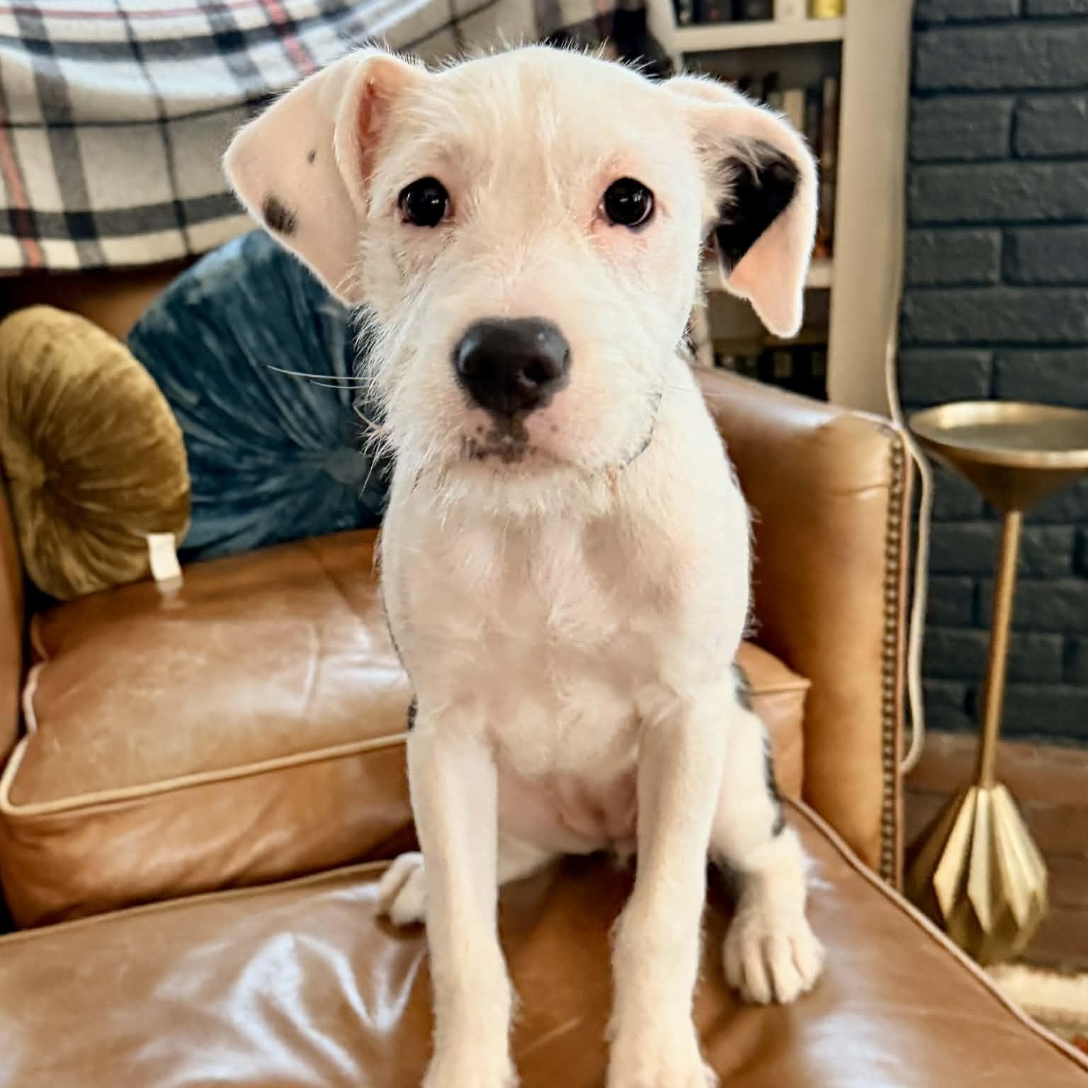 Enlarge Rosie, an adopted mixed breed in Buffalo, NY image 1/5