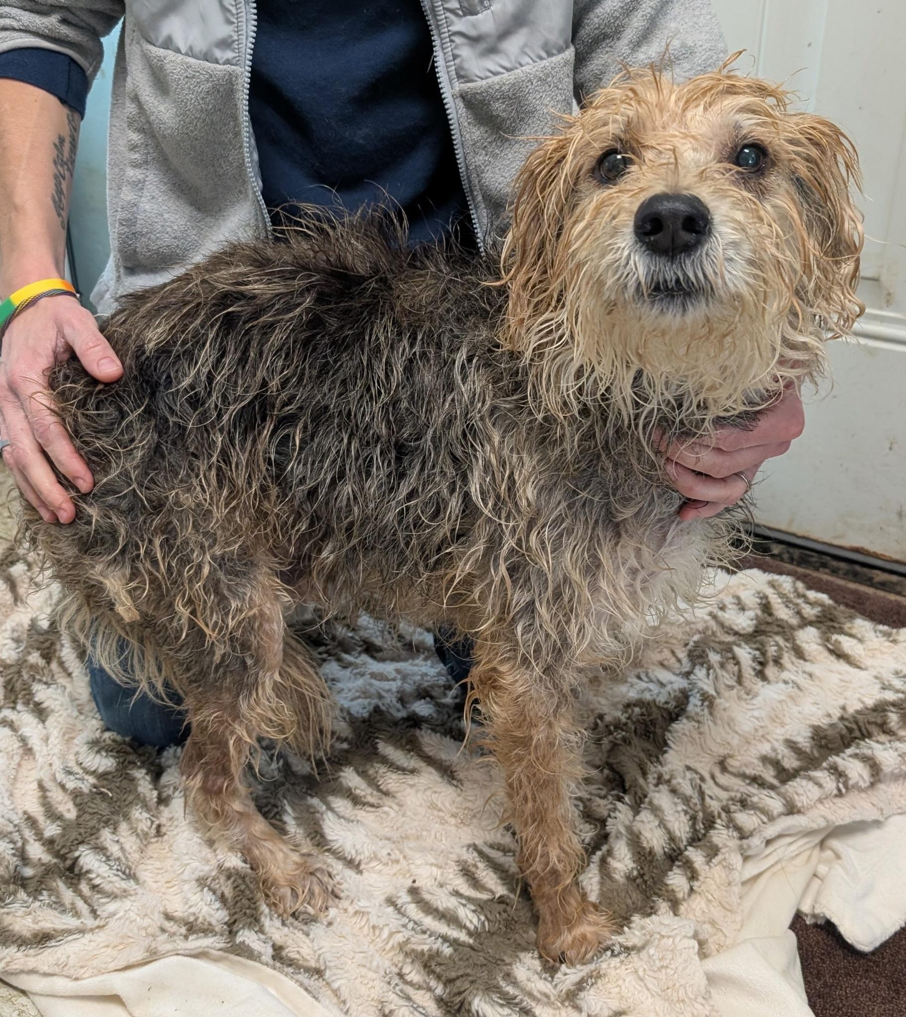 Tuffy, ADOPTABLE, Adult Male Airedale Terrier.