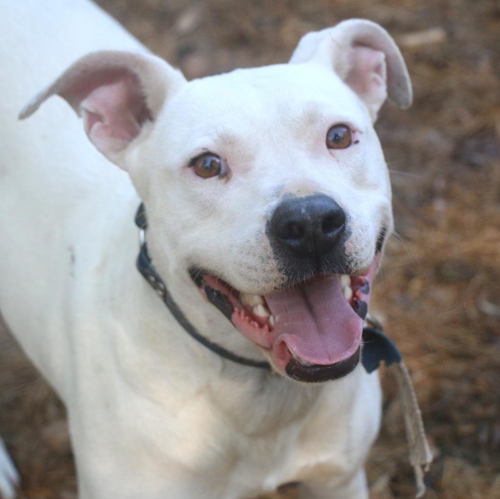 Cherokee 25, Adoptable, Young Male Staffordshire Bull Terrier & Mixed Breed.