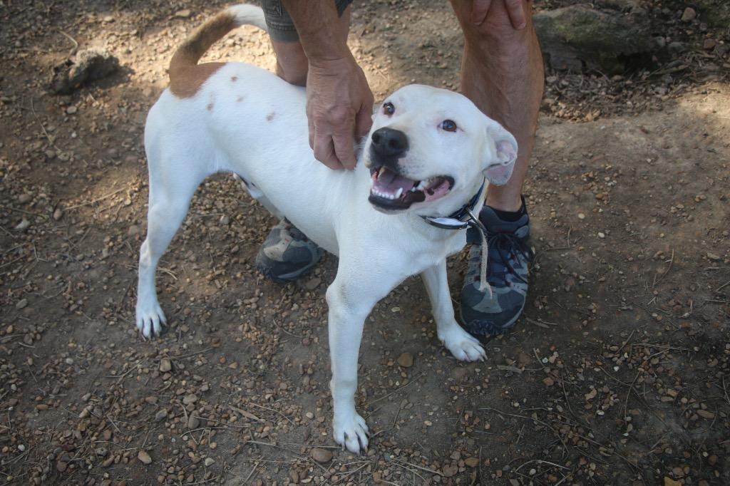 Cherokee 25, a Adoptable mixed breed in Brookhaven, MS image 3/4
