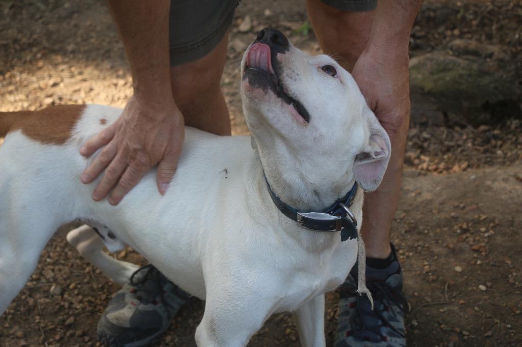 Cherokee 25, a Adoptable mixed breed in Brookhaven, MS image 4/4