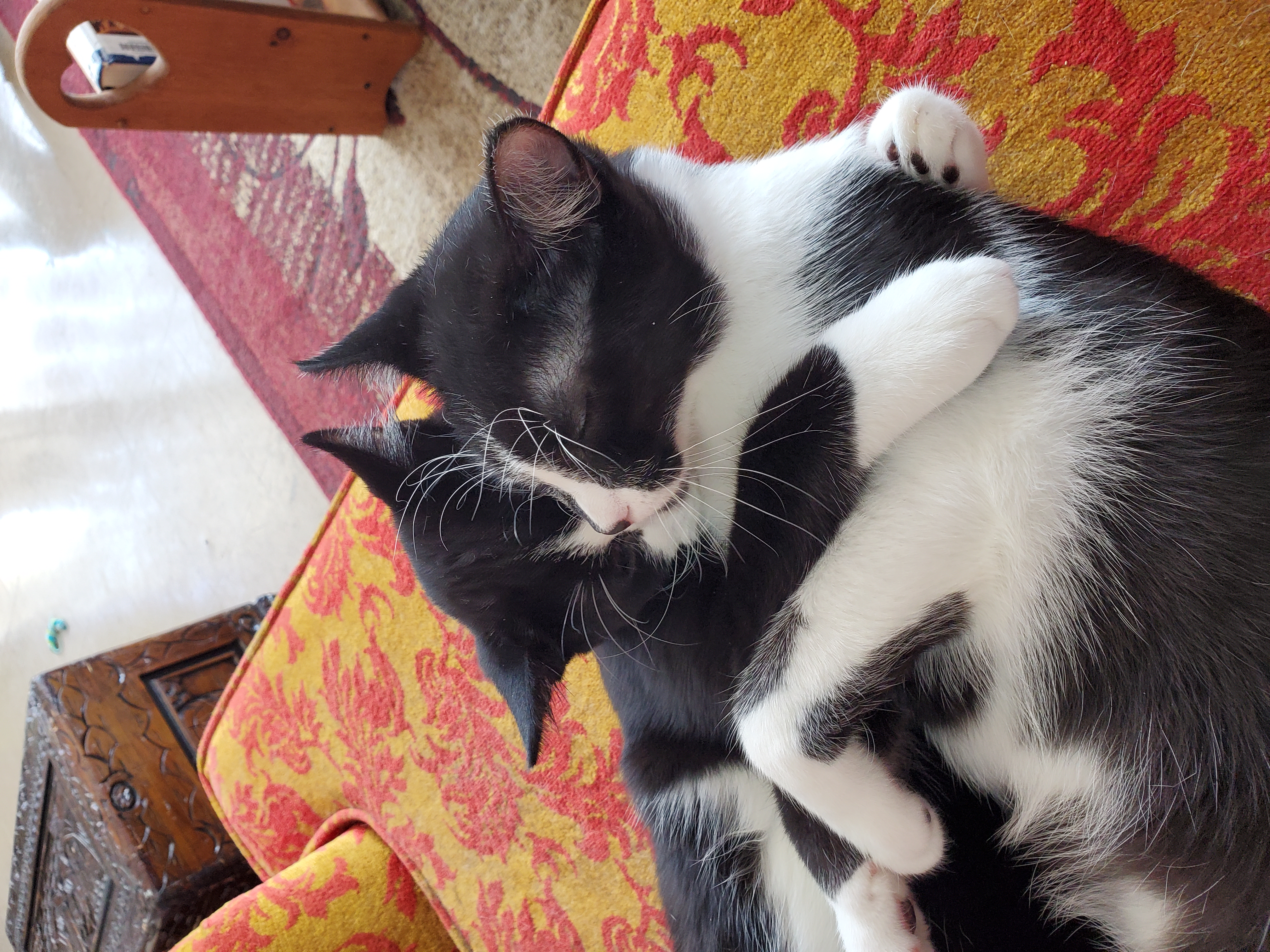 Enlarge Matteo, a Adoptable Domestic Short Hair in Camden, TN image 4/4