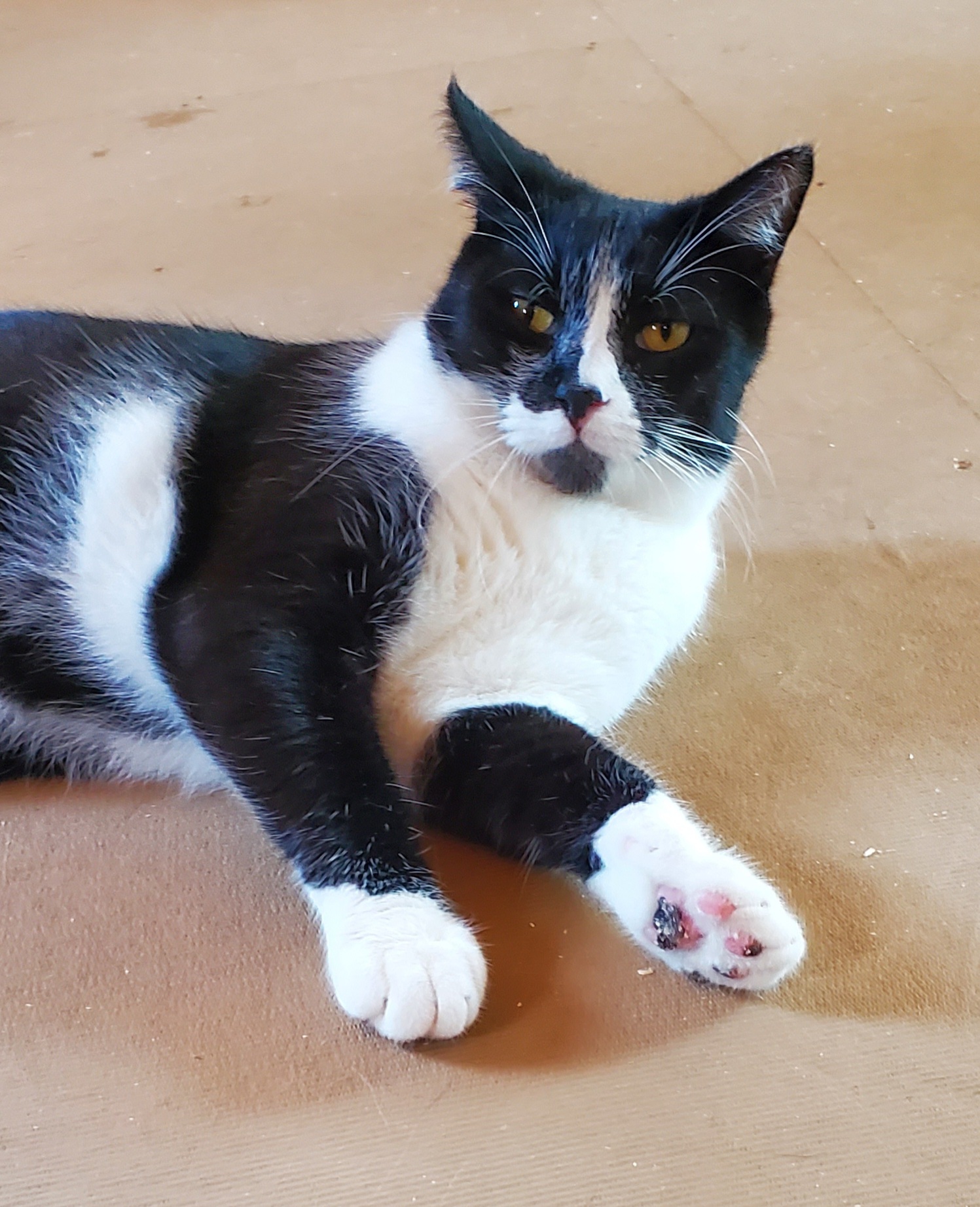 Enlarge Matteo, a Adoptable Domestic Short Hair in Camden, TN image 3/4