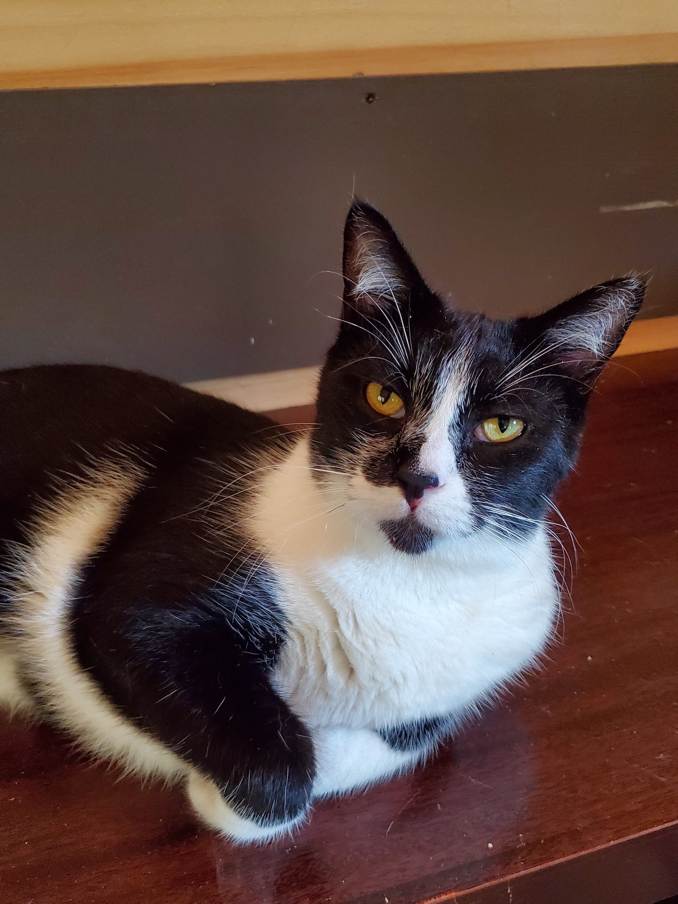 Enlarge Matteo, a Adoptable Domestic Short Hair in Camden, TN image 1/4
