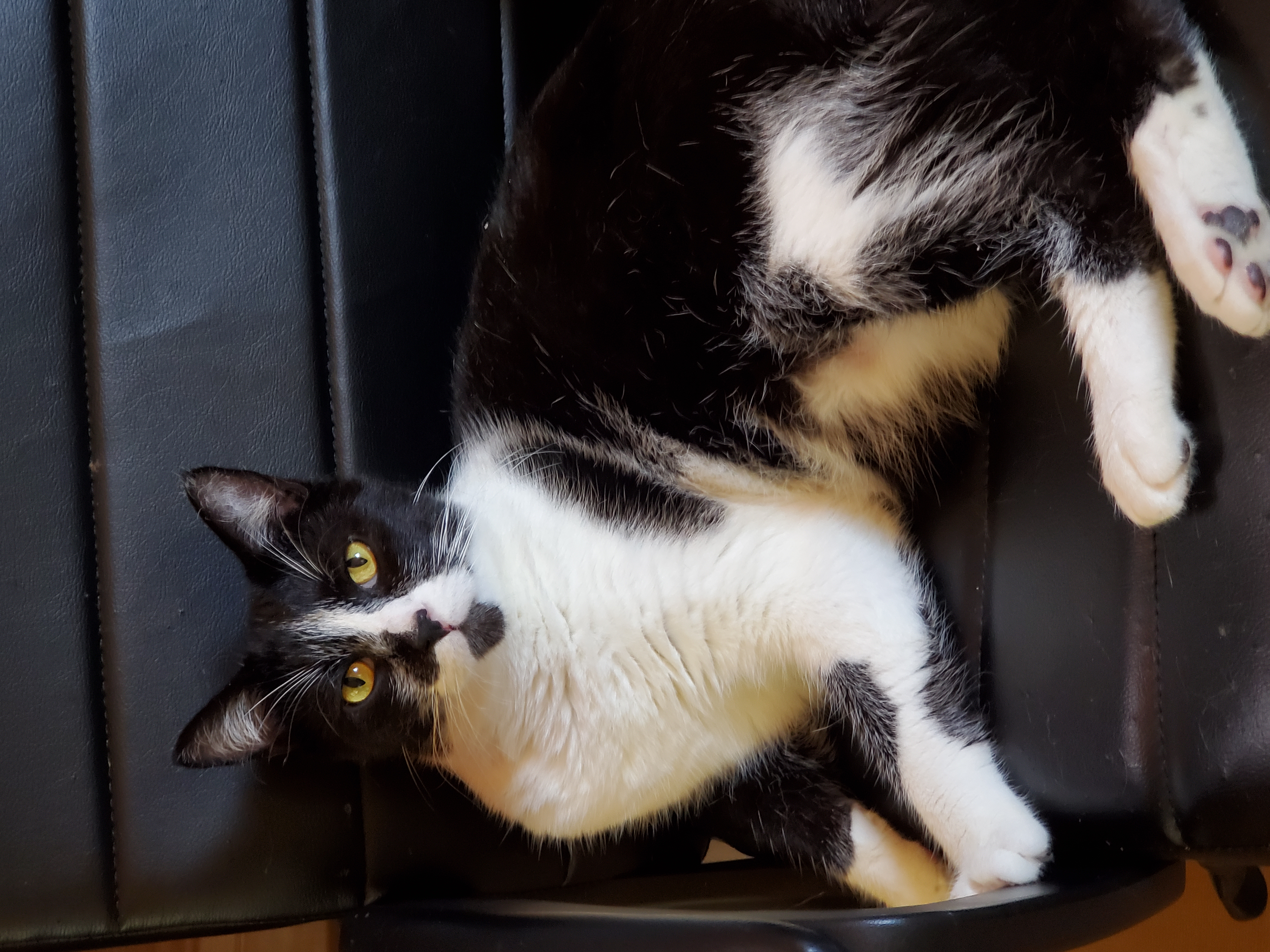 Enlarge Matteo, a Adoptable Domestic Short Hair in Camden, TN image 2/4