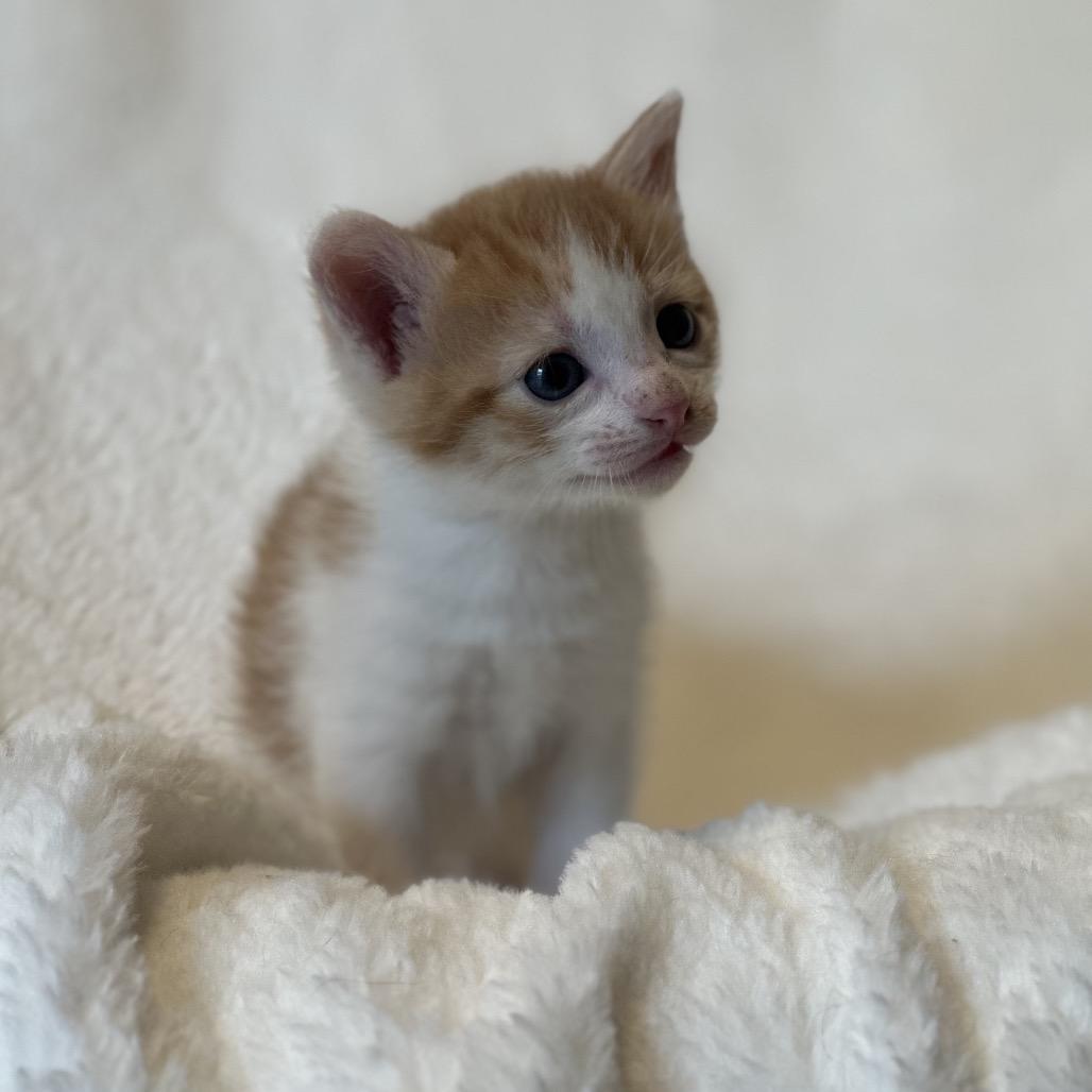 Enlarge Gleep, a Adoptable Domestic Short Hair in Clarksville, AR image 1/2