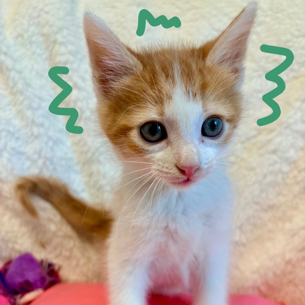 Enlarge Gleep, a Adoptable Domestic Short Hair in Clarksville, AR image 2/3