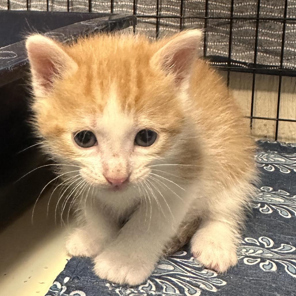 Enlarge Gleep, a Adoptable Domestic Short Hair in Clarksville, AR image 2/2