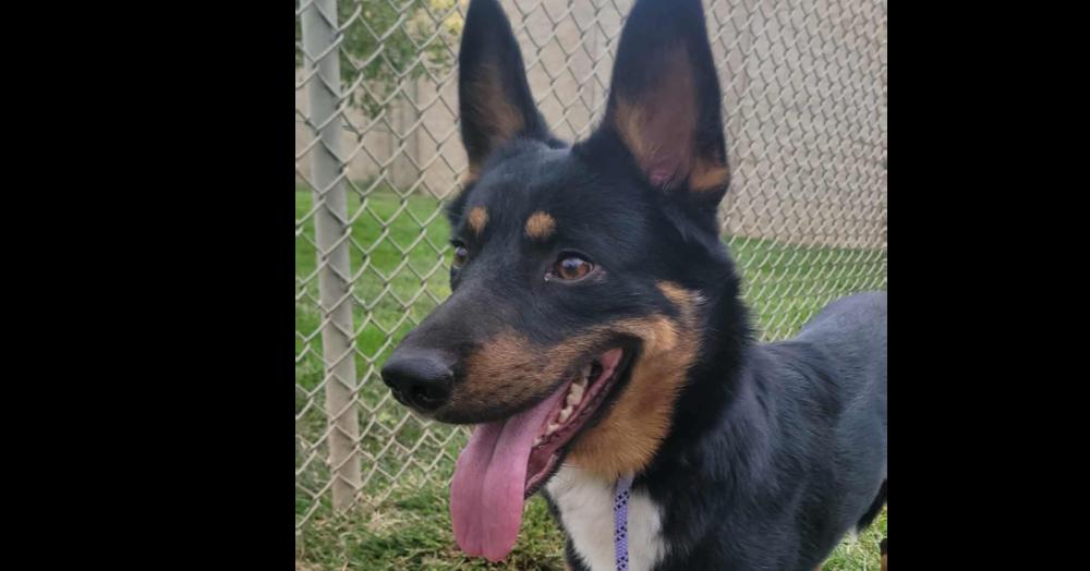 Enlarge Gunner, a Adoptable mixed breed in Tigard, OR image 1/1