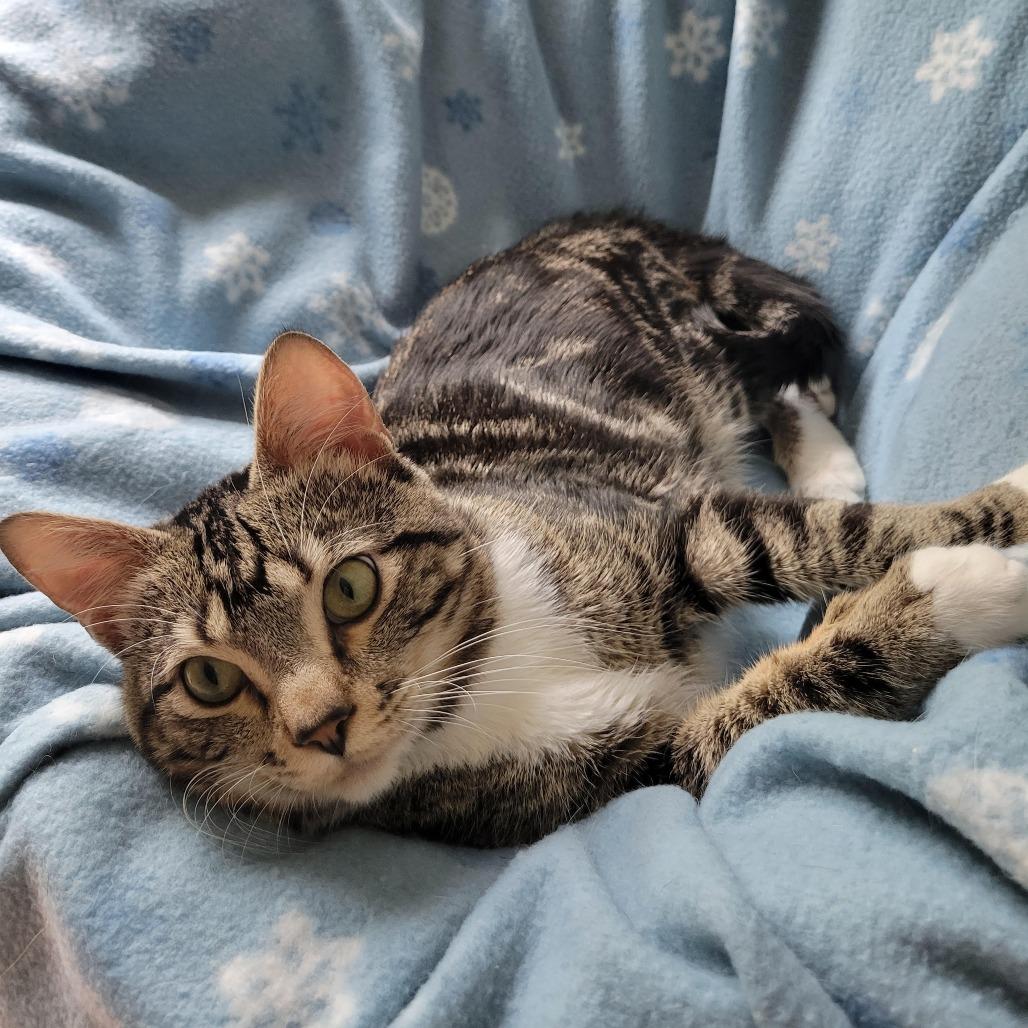 Enlarge Buckaroo C12155, a Adoptable Domestic Short Hair in Savage, MN image 1/4