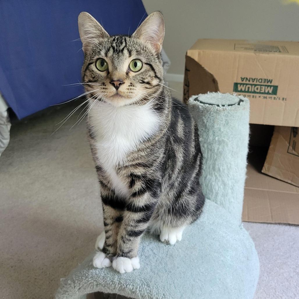 Enlarge Buckaroo C12155, a Adoptable Domestic Short Hair in Savage, MN image 2/4
