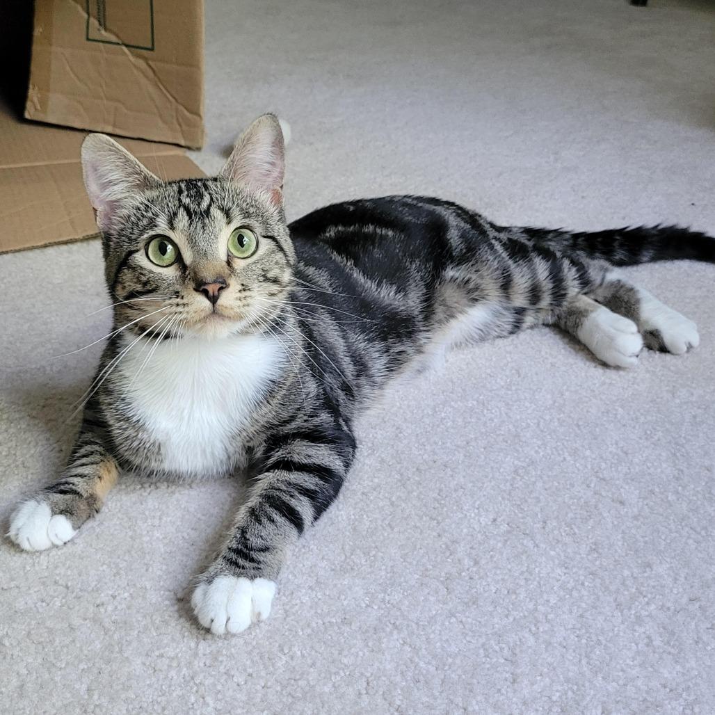 Enlarge Buckaroo C12155, a Adoptable Domestic Short Hair in Savage, MN image 3/4
