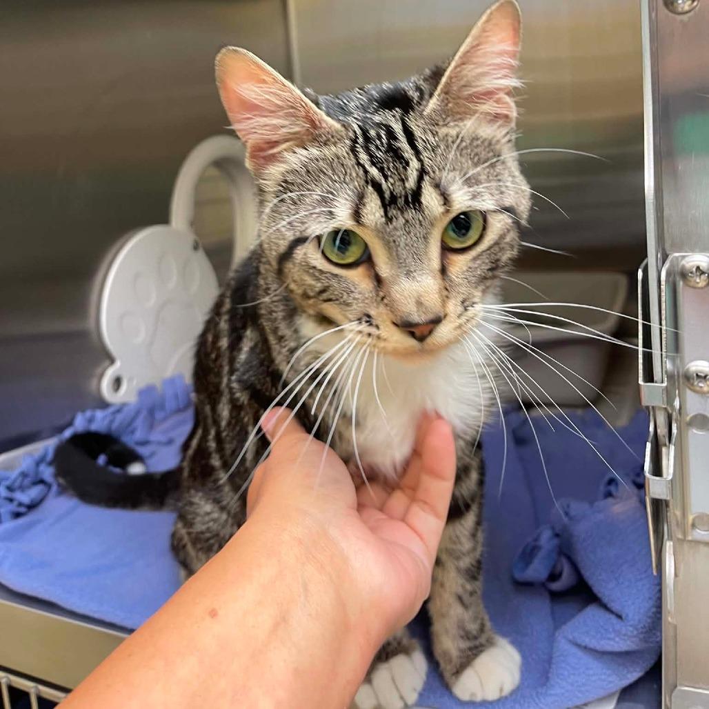 Enlarge Buckaroo C12155, a Adoptable Domestic Short Hair in Savage, MN image 4/4